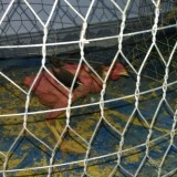 ga dong tao HUNG YEN