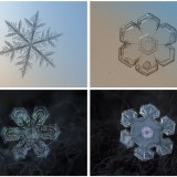 incredible macro snowflace