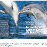 Photographing dolphins