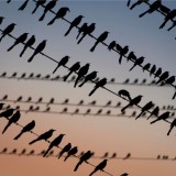 birds on wires