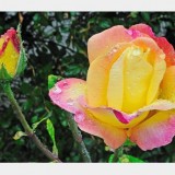 indoor flower photography 2