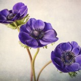 indoor flower photography