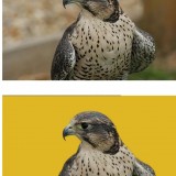 removing background with Photoshop