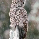 wildlife photography ethics