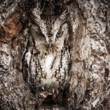 Screech Owl