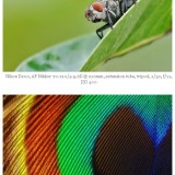 odd ways of macro photography