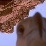 eagle eye video