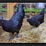 ga dong tao HUNG YEN