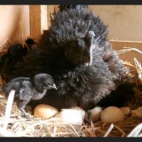 ga dong tao HUNG YEN