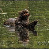 michele barker photography