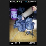 ga dong tao HUNG YEN