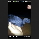 ga dong tao HUNG YEN