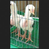 ga dong tao HUNG YEN