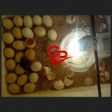 ga dong tao HUNG YEN